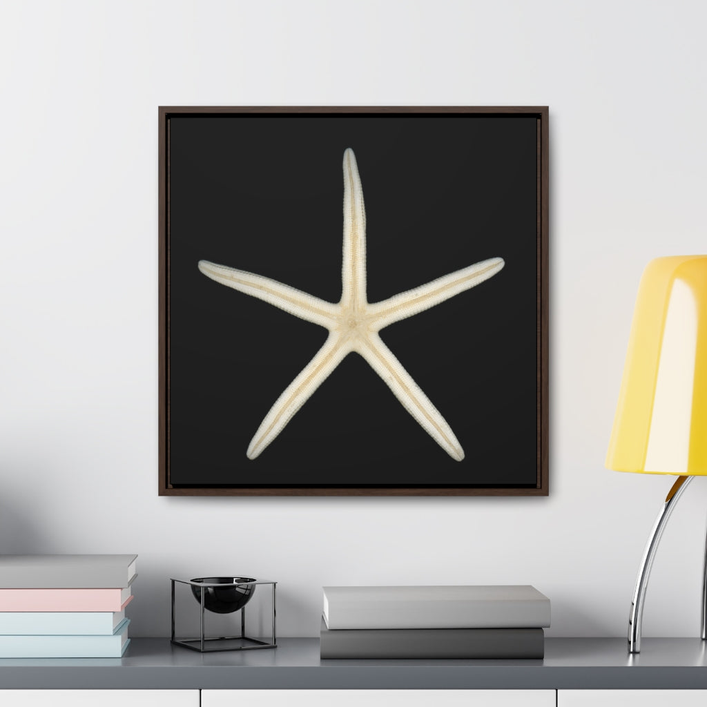 Finger Starfish Shell Bottom | Framed Canvas | Black Background
