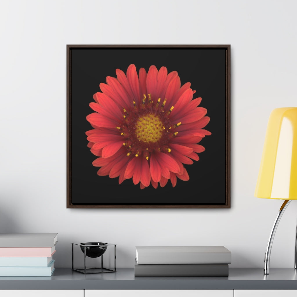 Blanket Flower Gaillardia Red | Framed Canvas | Black Background