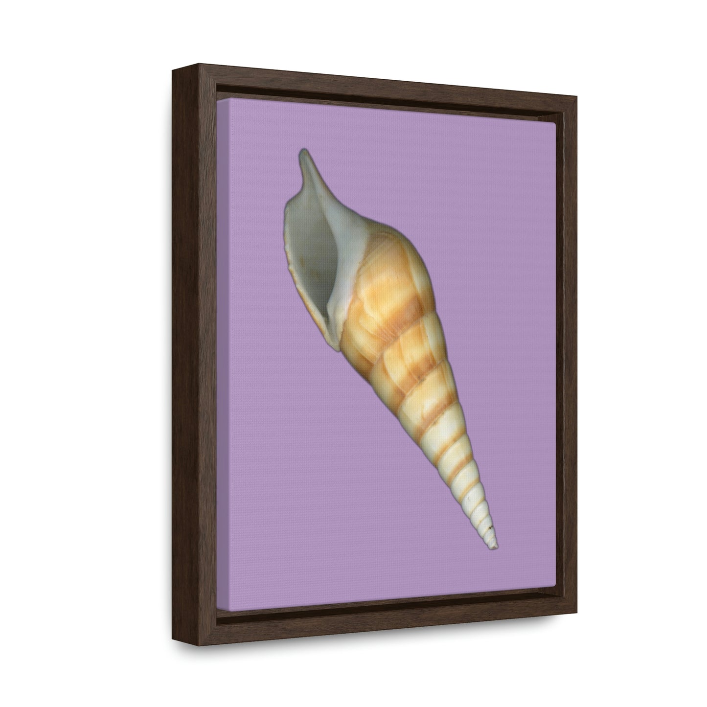Turrid Shell Tan Apertural | Framed Canvas | Lavender Background