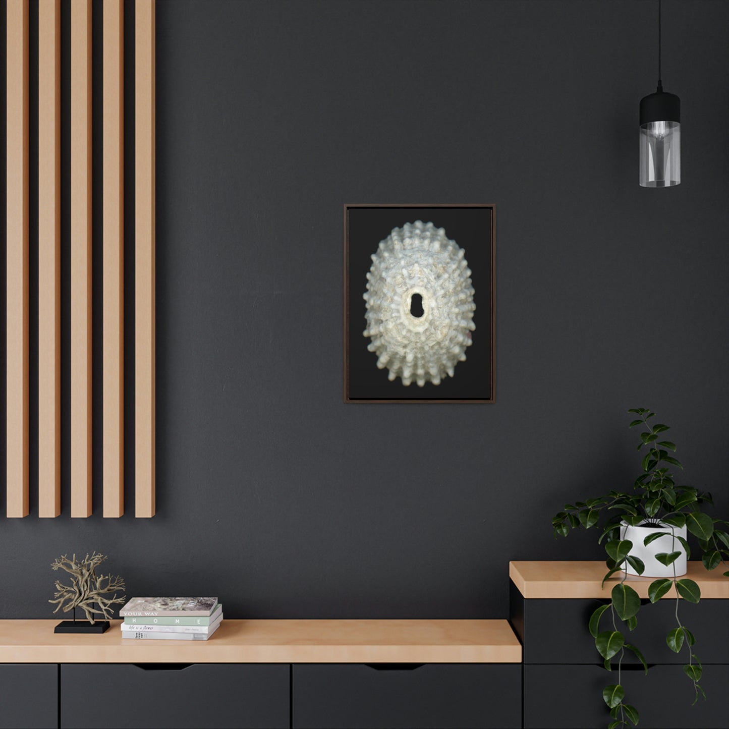 Keyhole Limpet Shell White Exterior | Framed Canvas | Black Background