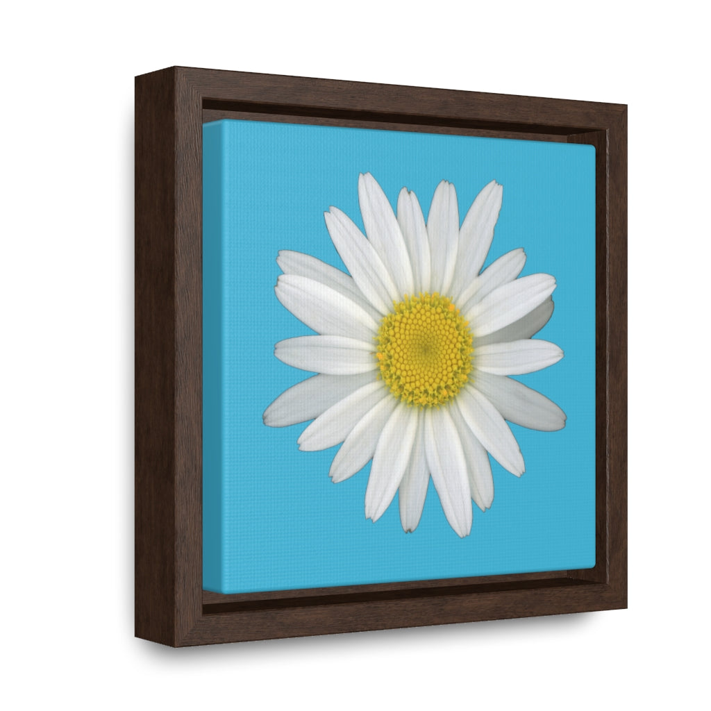Shasta Daisy Flower White | Framed Canvas | Pool Blue Background