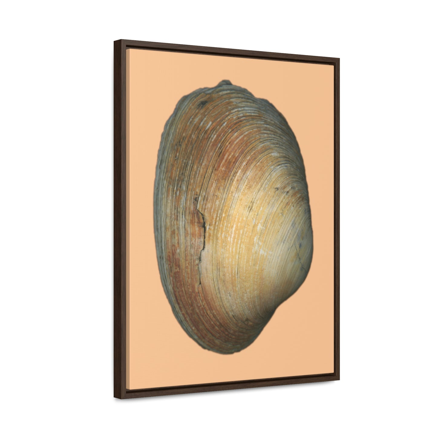 Quahog Clam Shell Purple Right Exterior | Framed Canvas | Desert Tan Background