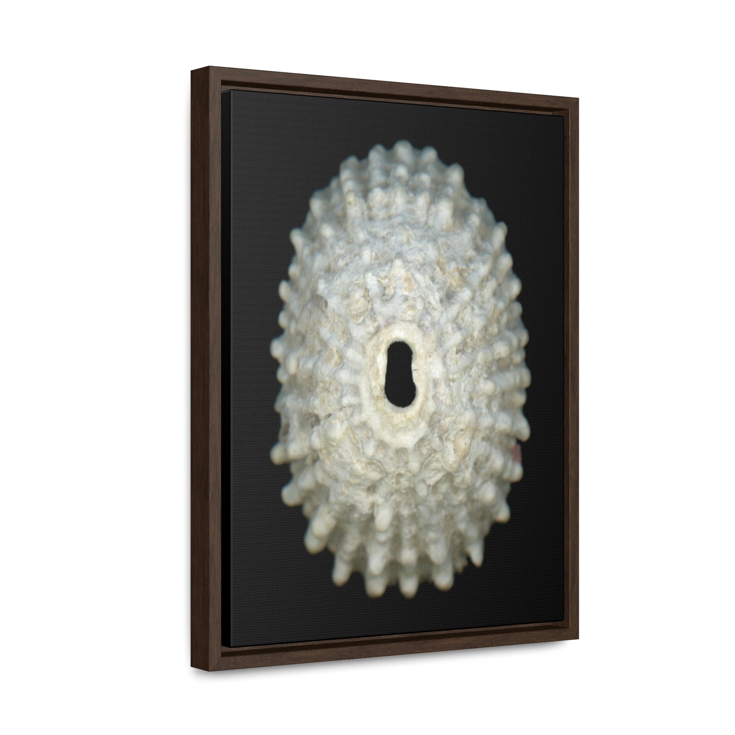 Keyhole Limpet Shell White Exterior | Framed Canvas | Black Background