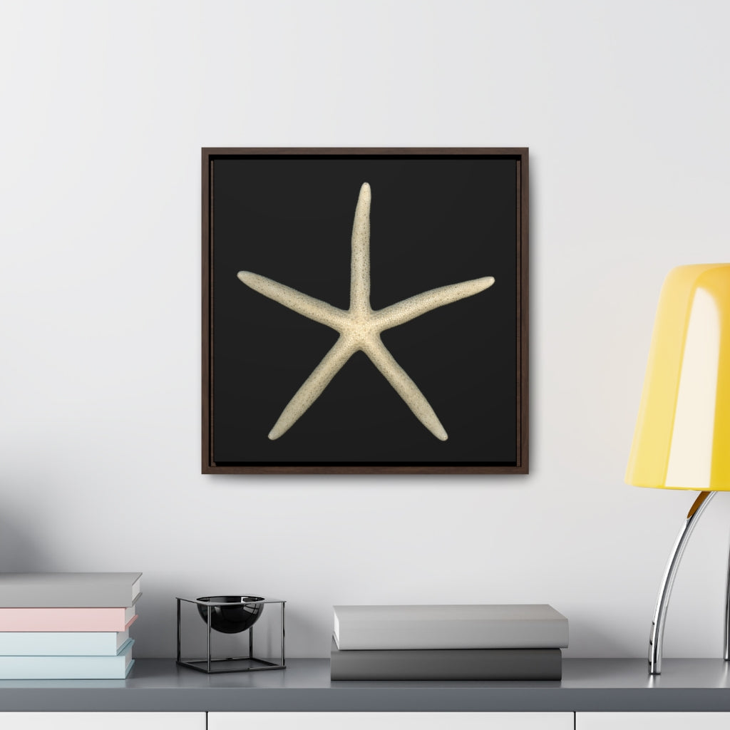 Finger Starfish Shell Top | Framed Canvas | Black Background