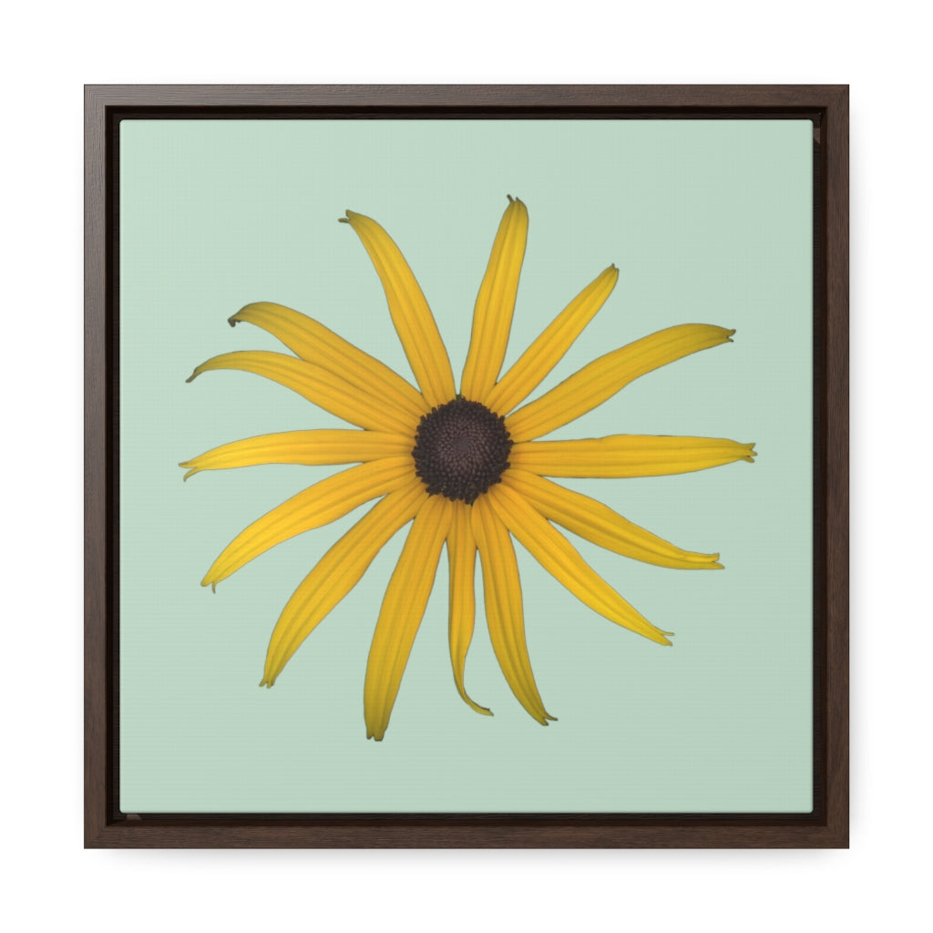 Black-eyed Susan Rudbeckia Flower Yellow | Framed Canvas | Sage Background