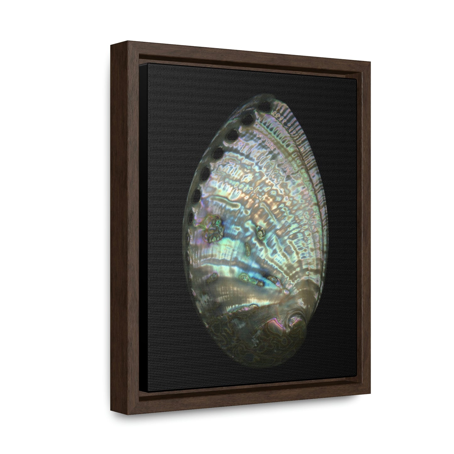Abalone Shell Exterior | Framed Canvas | Black Background