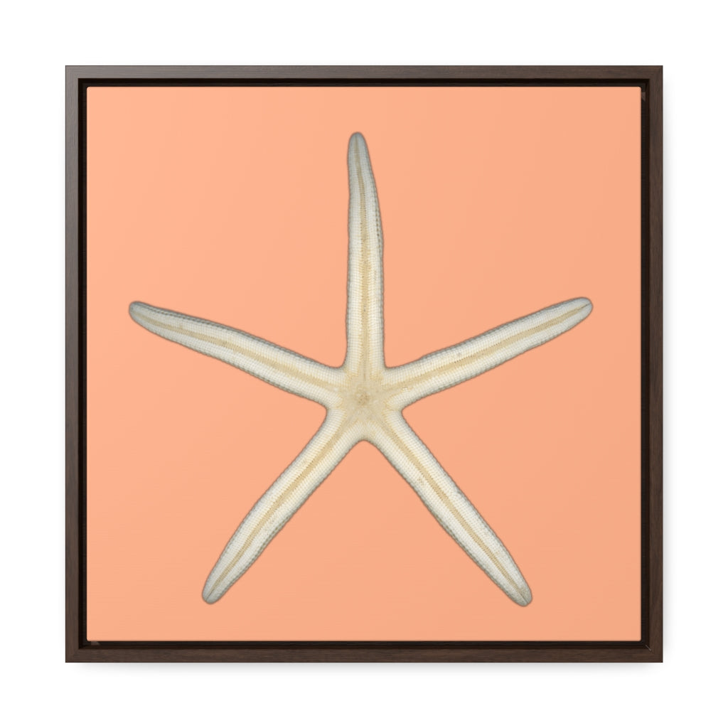 Finger Starfish Shell Bottom | Framed Canvas | Peach Background