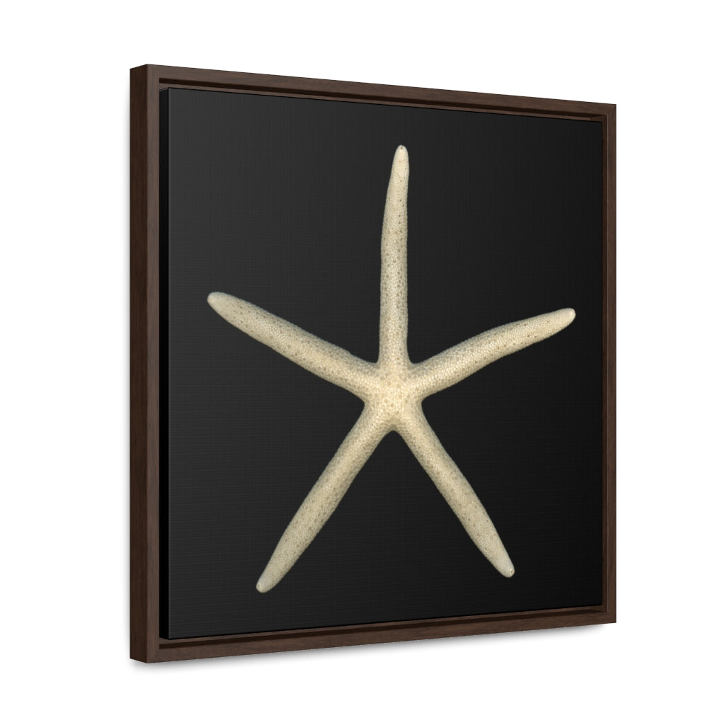 Finger Starfish Shell Top | Framed Canvas | Black Background