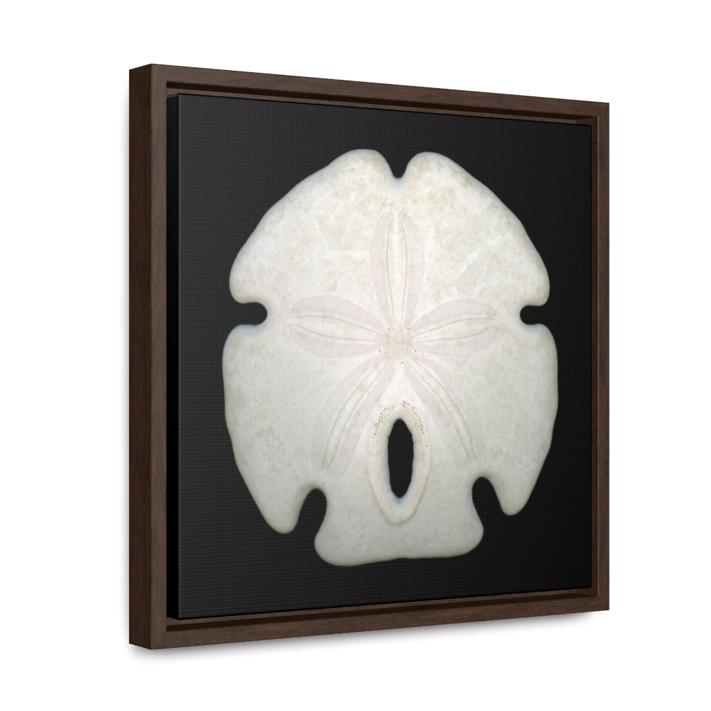 Arrowhead Sand Dollar Shell Top | Framed Canvas | Black Background