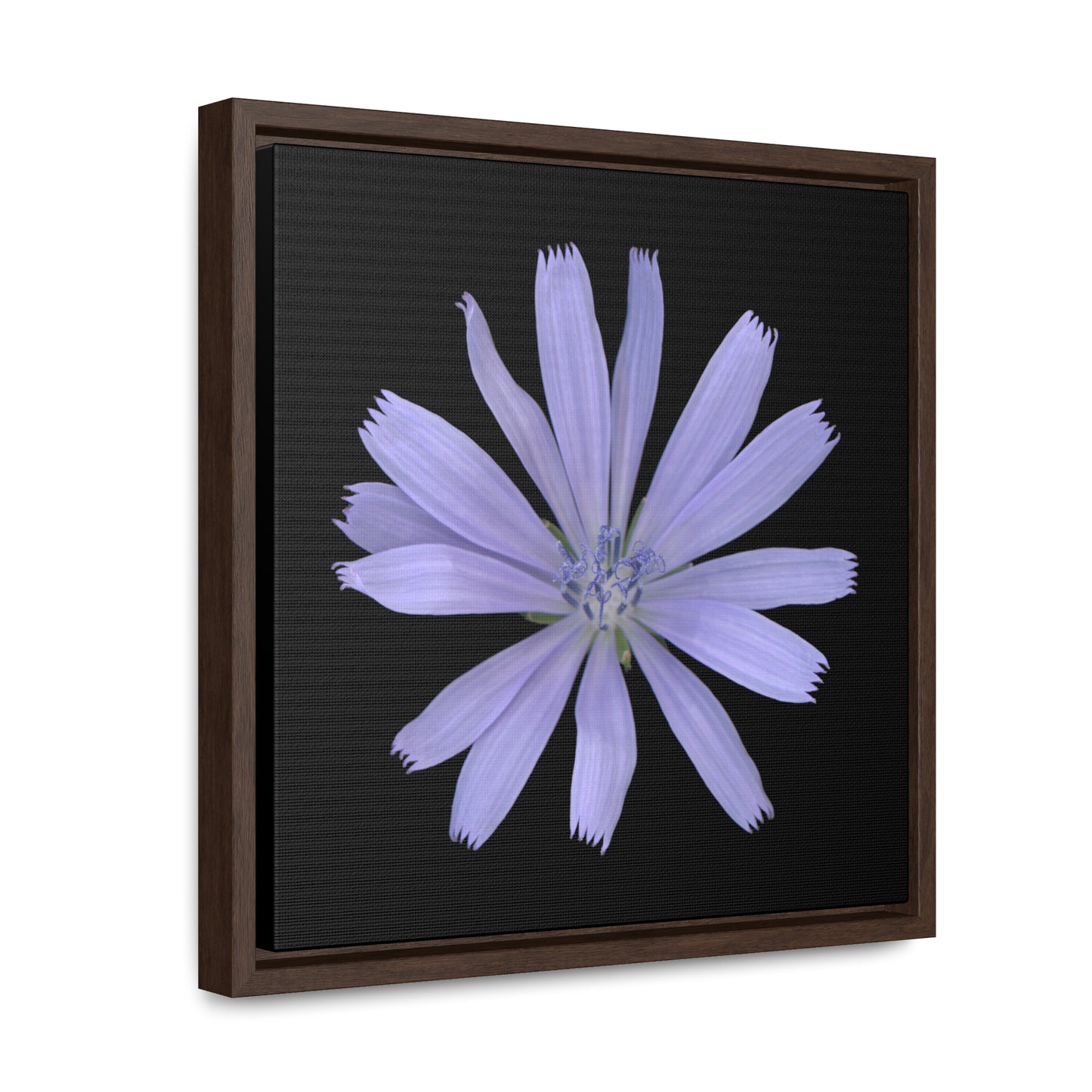 Chicory Flower Blue | Framed Canvas | Black Background