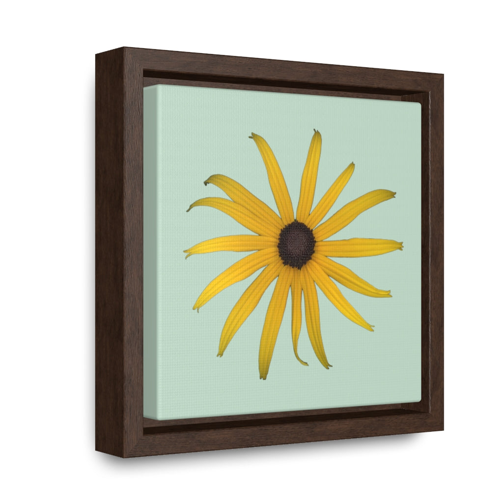Black-eyed Susan Rudbeckia Flower Yellow | Framed Canvas | Sage Background