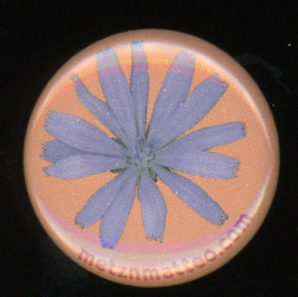 Chicory Flower | Magnet | 1in