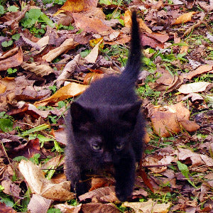 Metz & Matteo Kitten on Path Gift Card