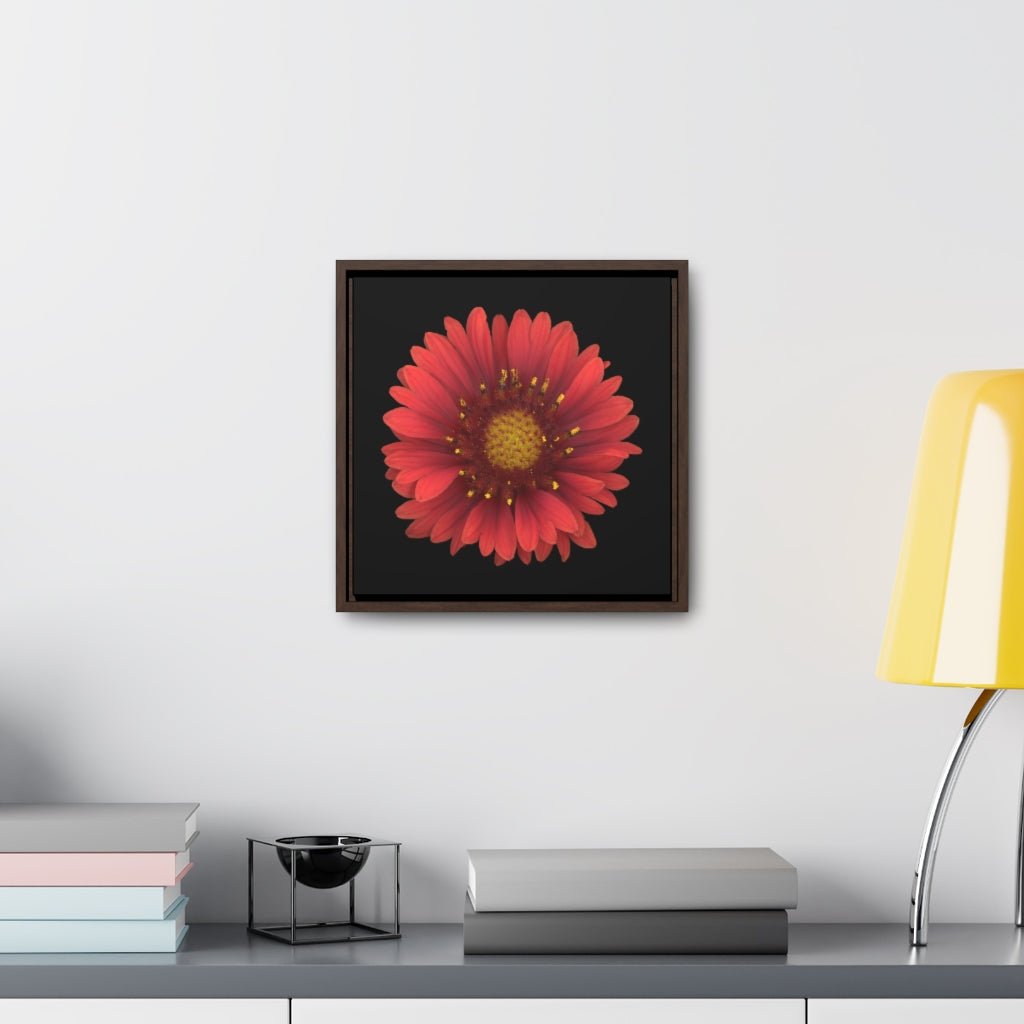 Blanket Flower Gaillardia Red | Framed Canvas | Black Background