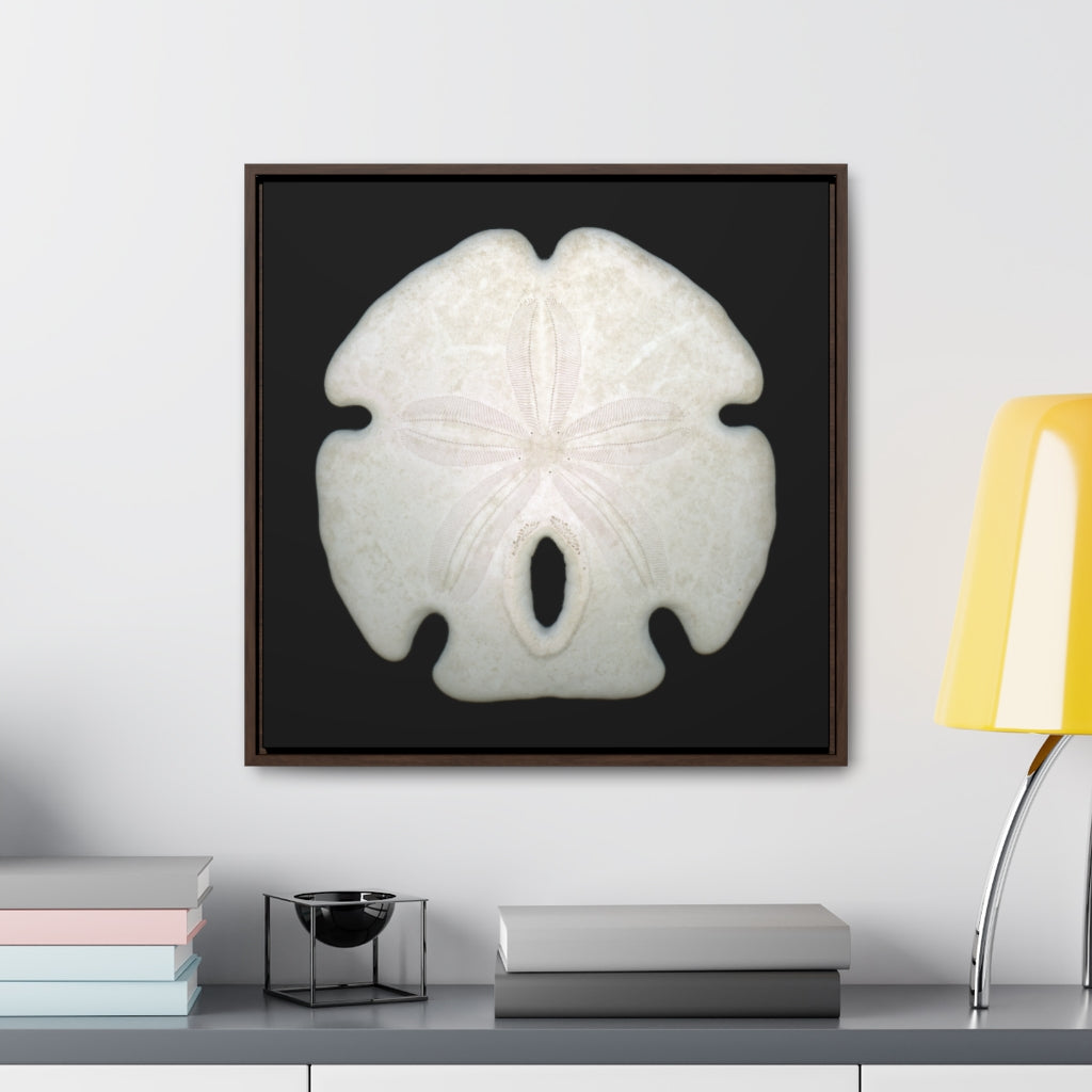 Arrowhead Sand Dollar Shell Top | Framed Canvas | Black Background