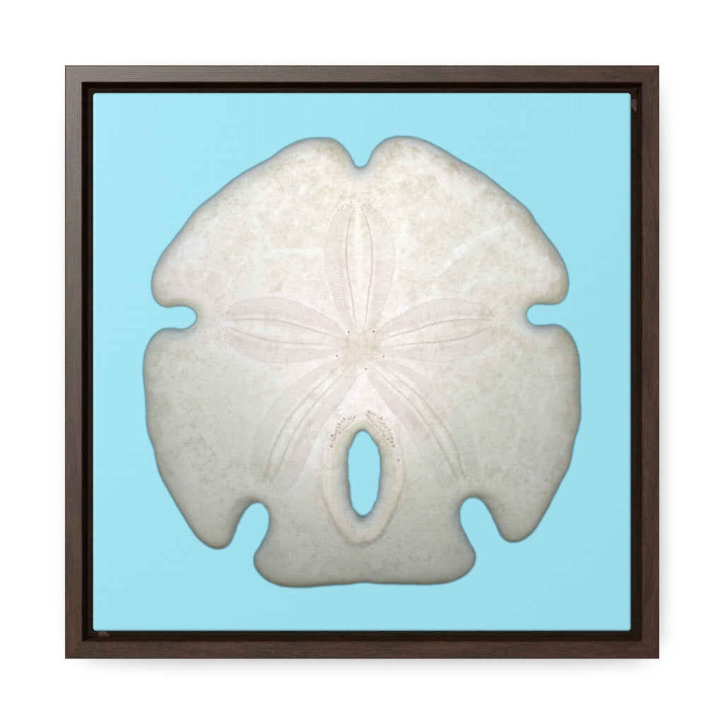 Arrowhead Sand Dollar Shell Top | Framed Canvas | Sky Blue Background