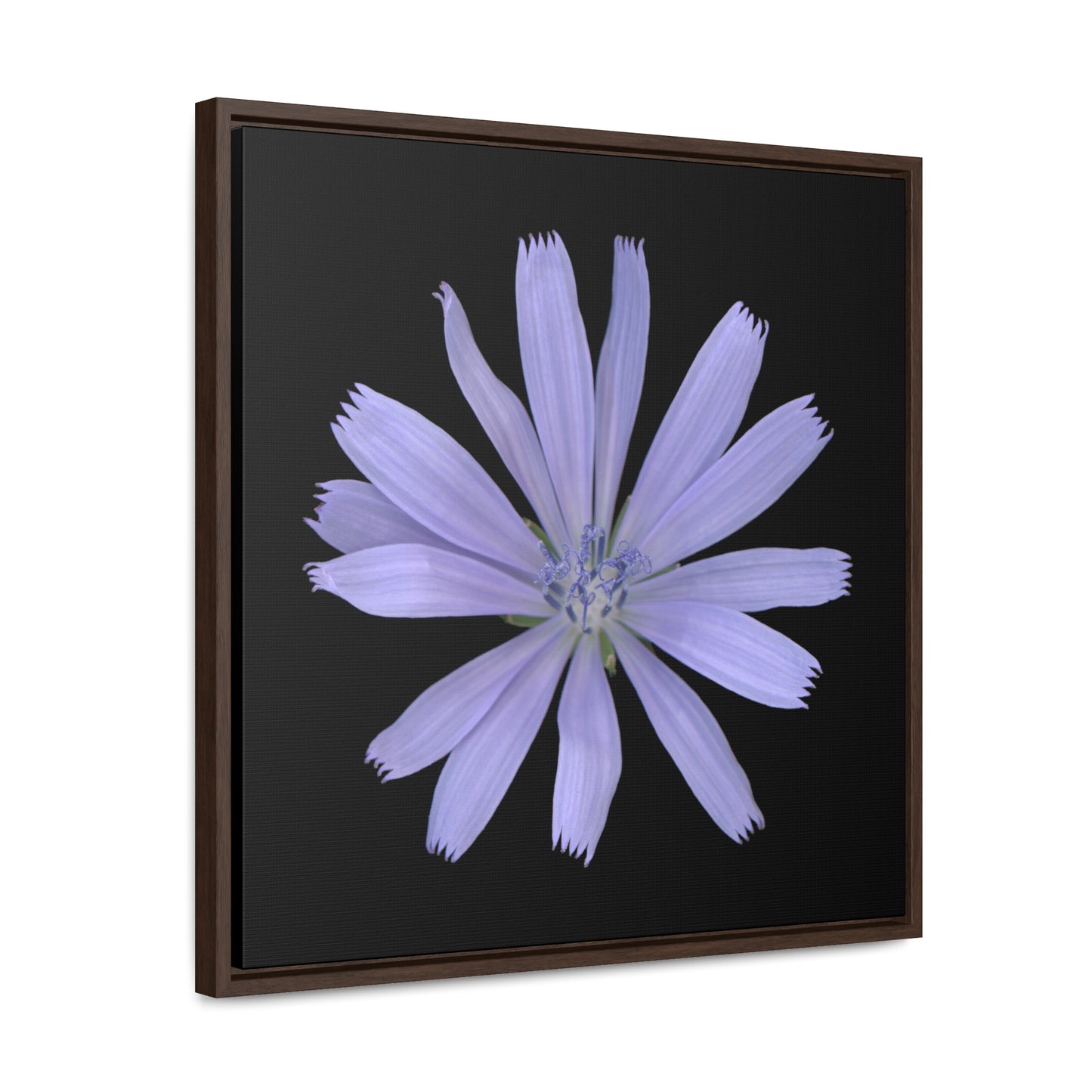 Chicory Flower Blue | Framed Canvas | Black Background