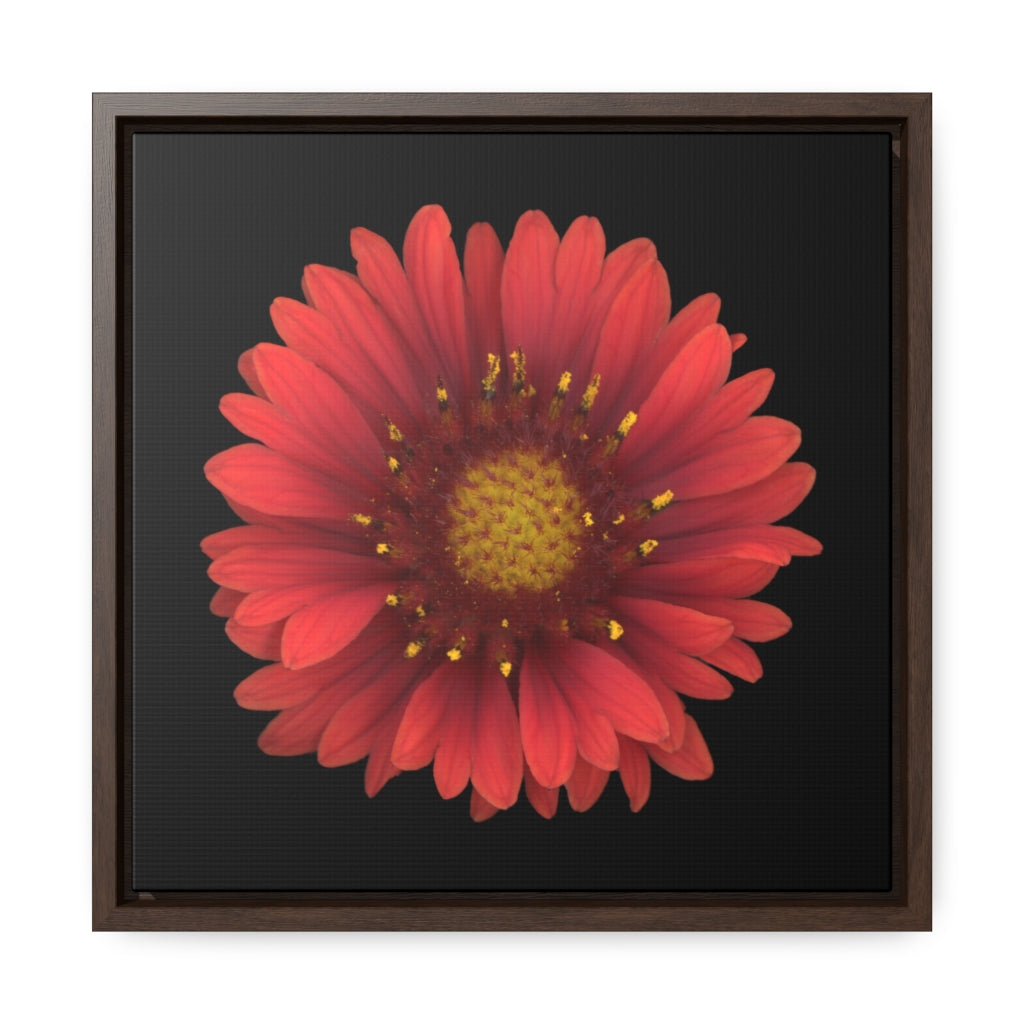 Blanket Flower Gaillardia Red | Framed Canvas | Black Background