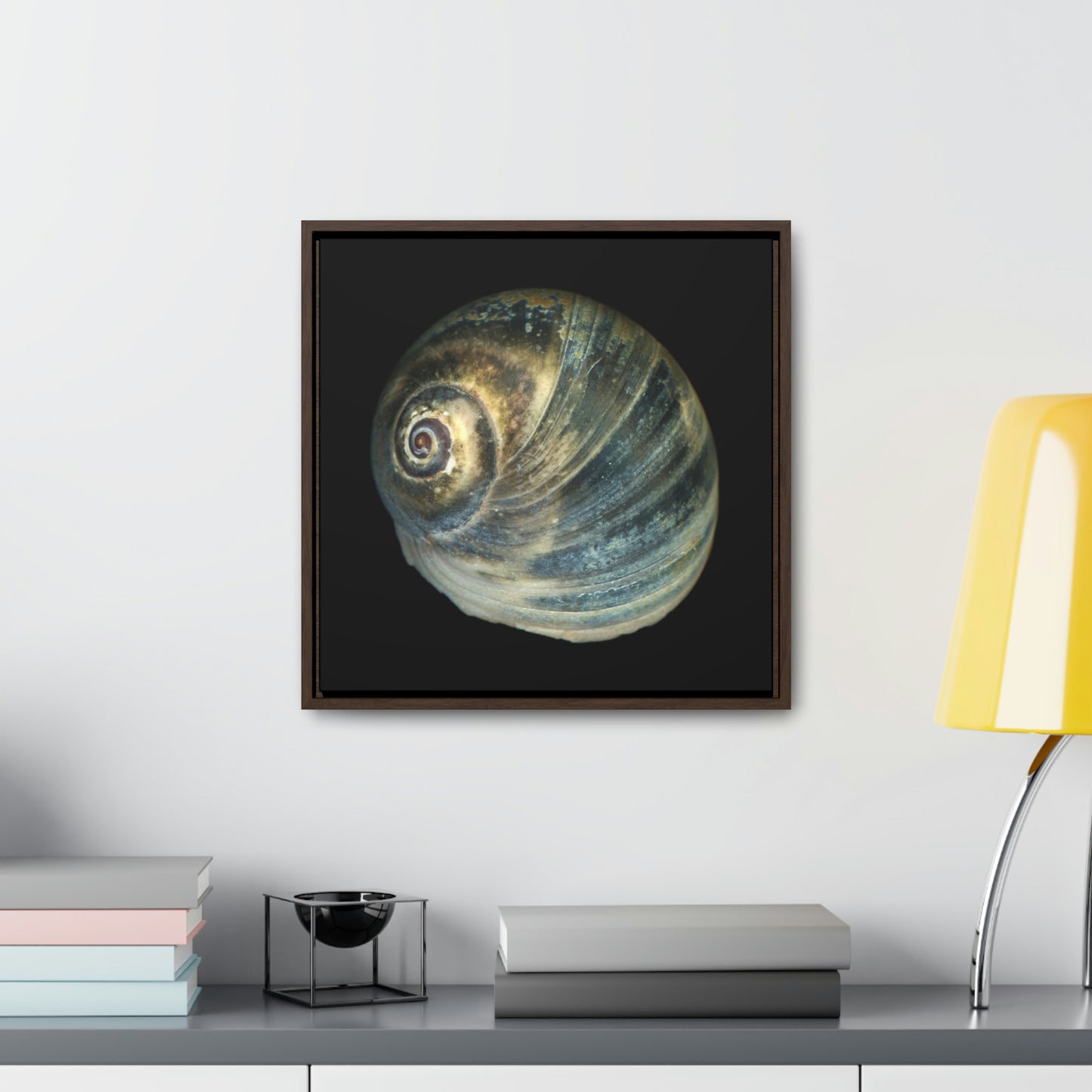 Moon Snail Shell Blue Apical | Framed Canvas | Black Background