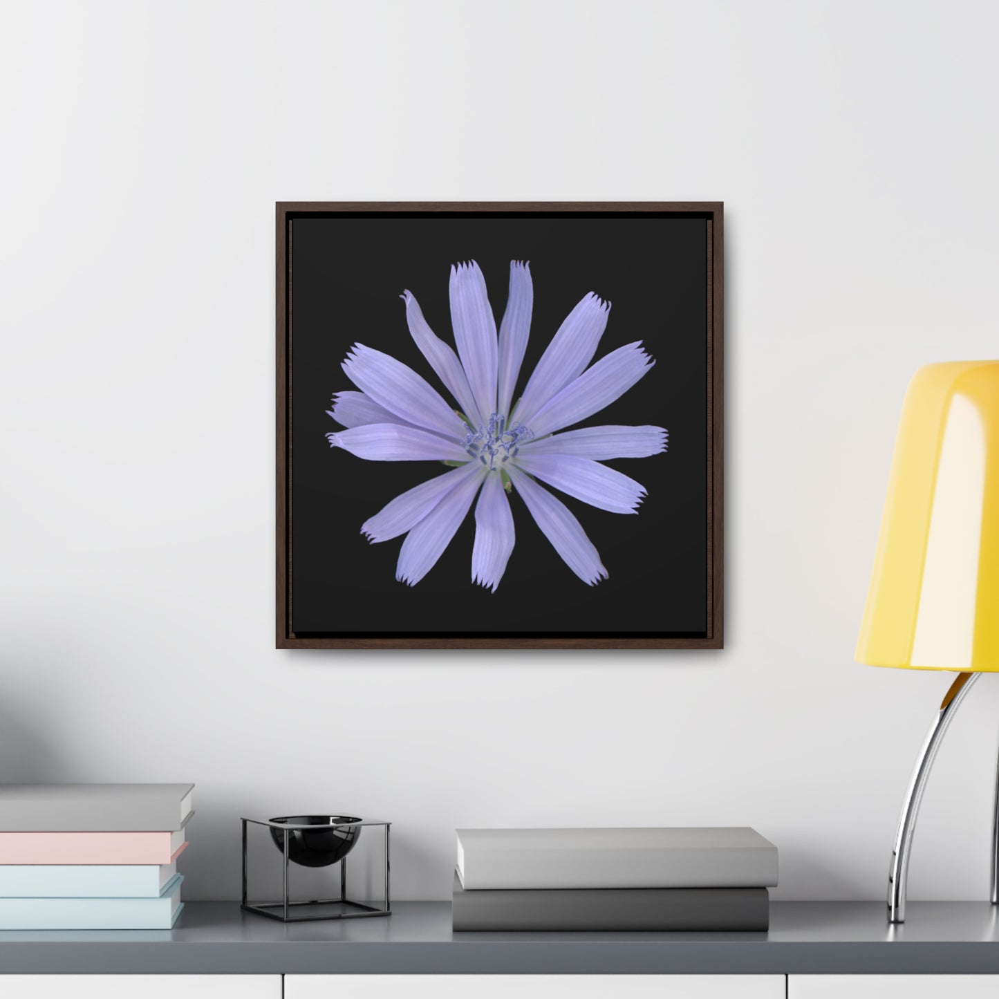 Chicory Flower Blue | Framed Canvas | Black Background