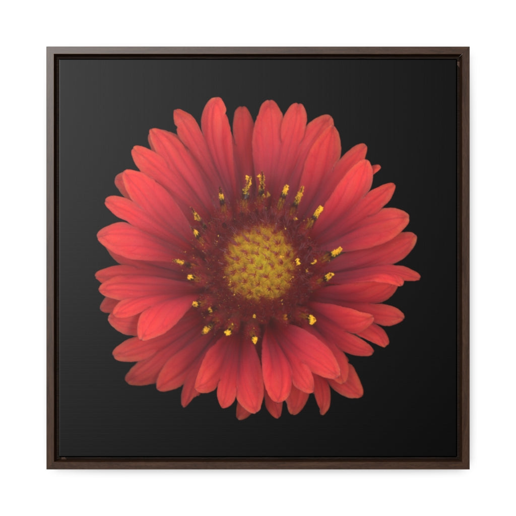 Blanket Flower Gaillardia Red | Framed Canvas | Black Background