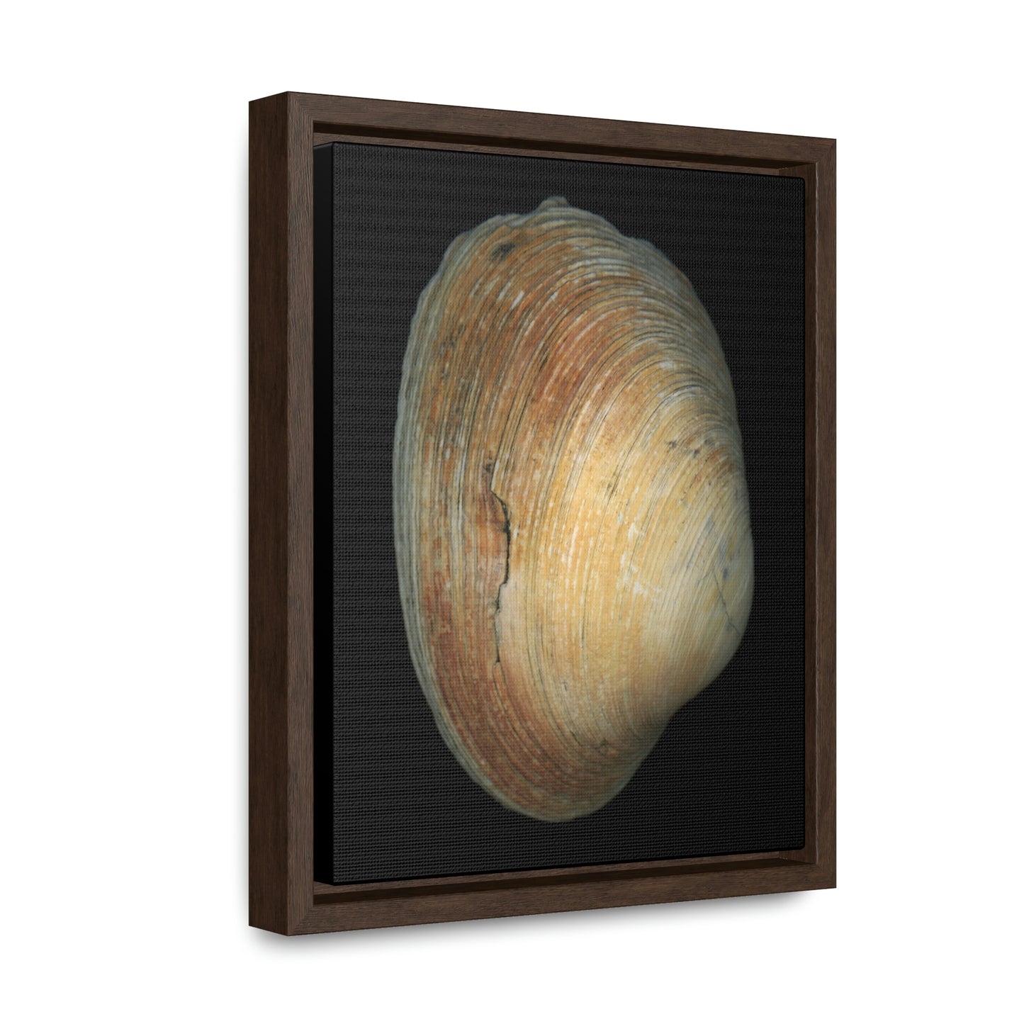 Quahog Clam Shell Purple Right Exterior | Framed Canvas | Black Background