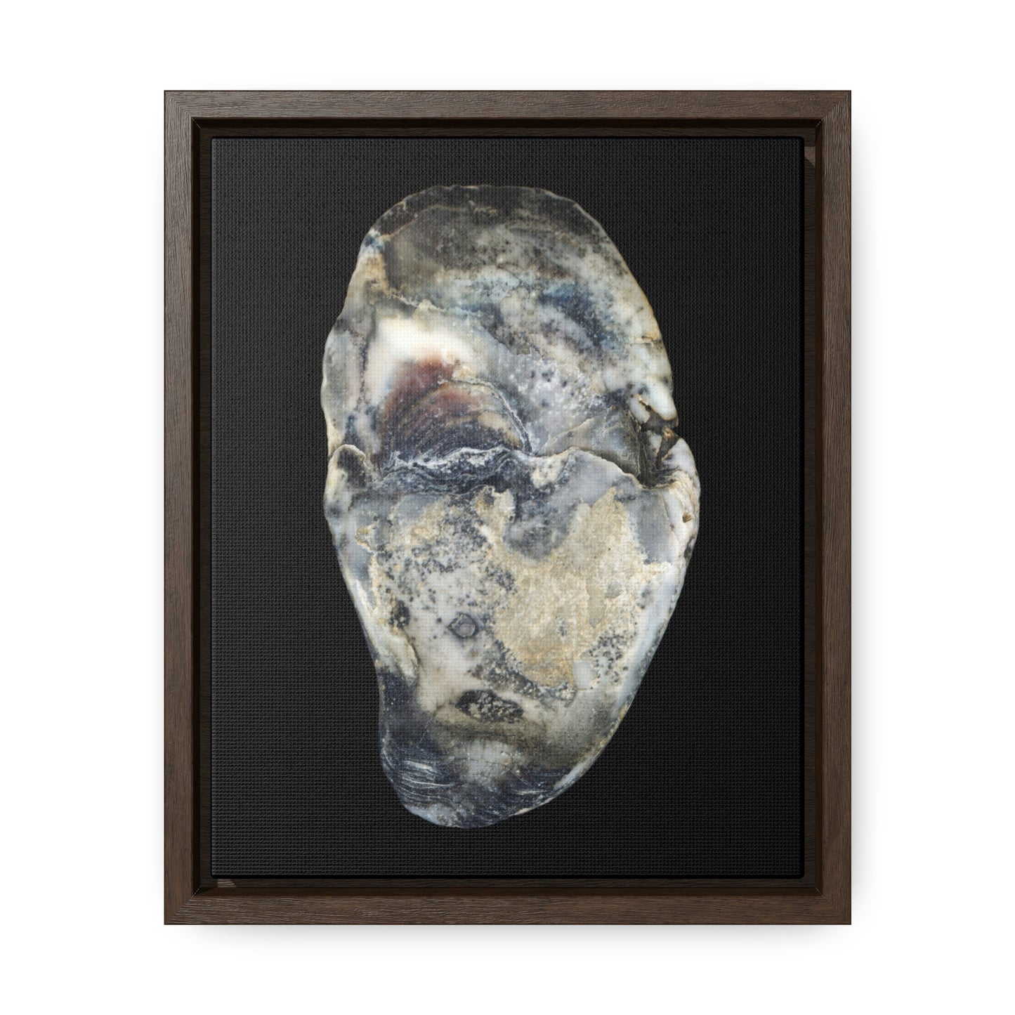 Oyster Shell Blue Right Interior | Framed Canvas | Black Background