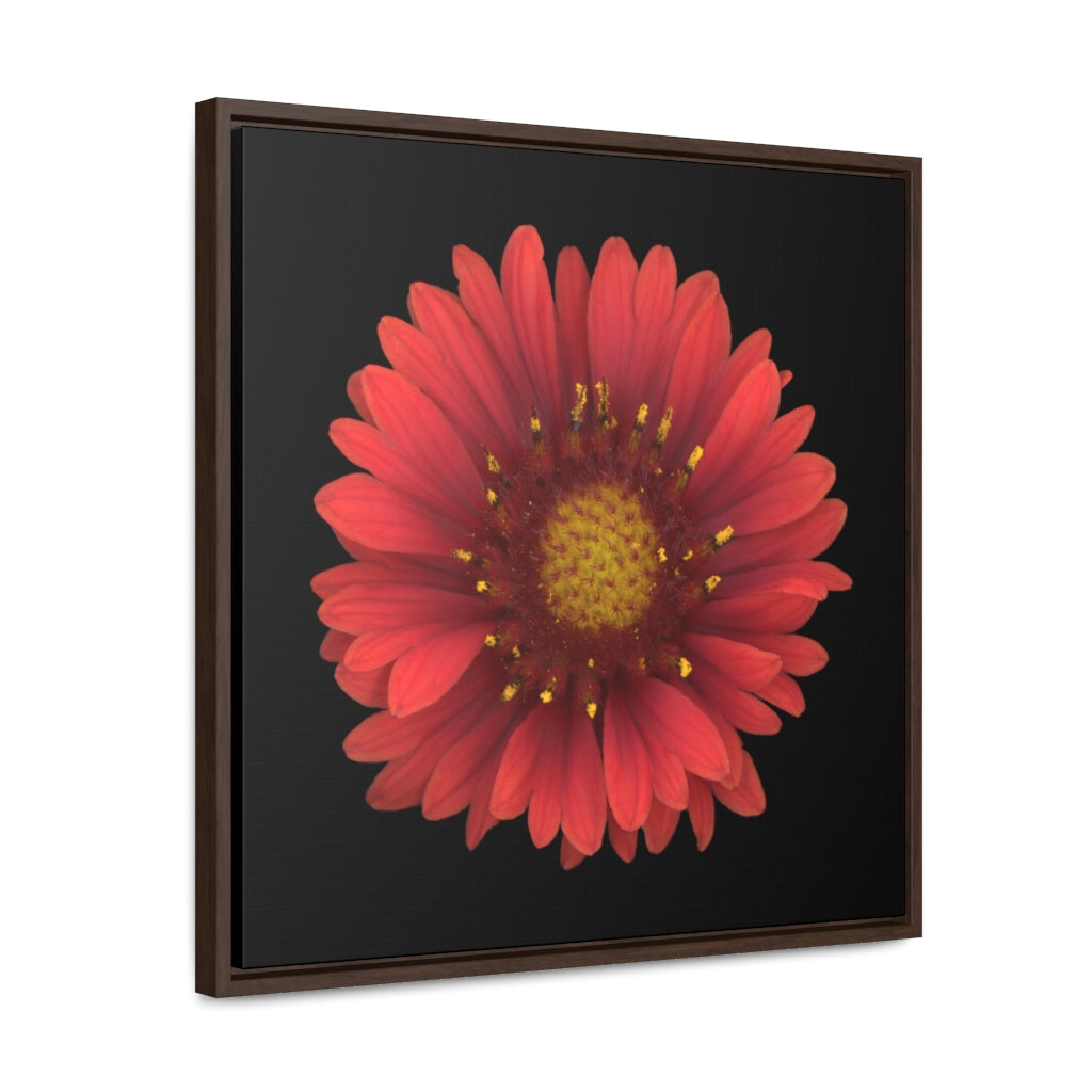 Blanket Flower Gaillardia Red | Framed Canvas | Black Background
