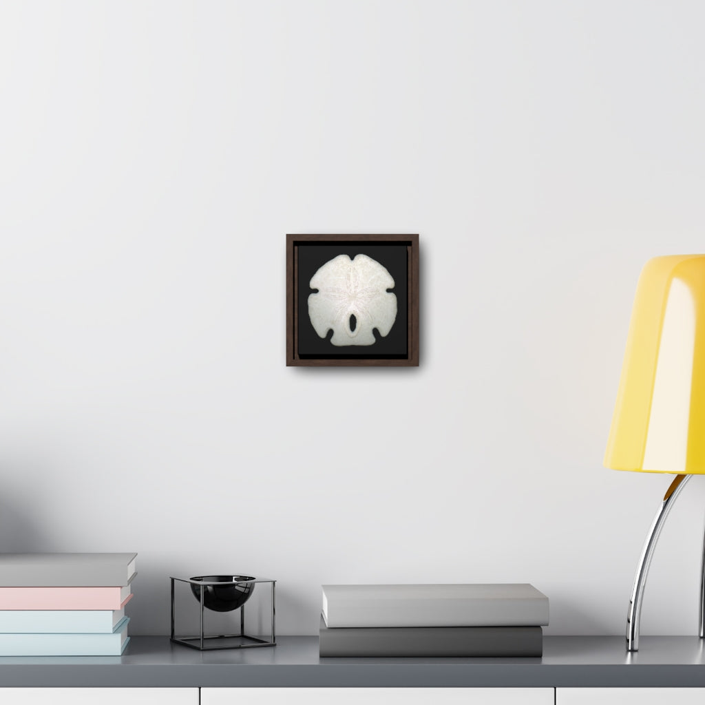 Arrowhead Sand Dollar Shell Top | Framed Canvas | Black Background