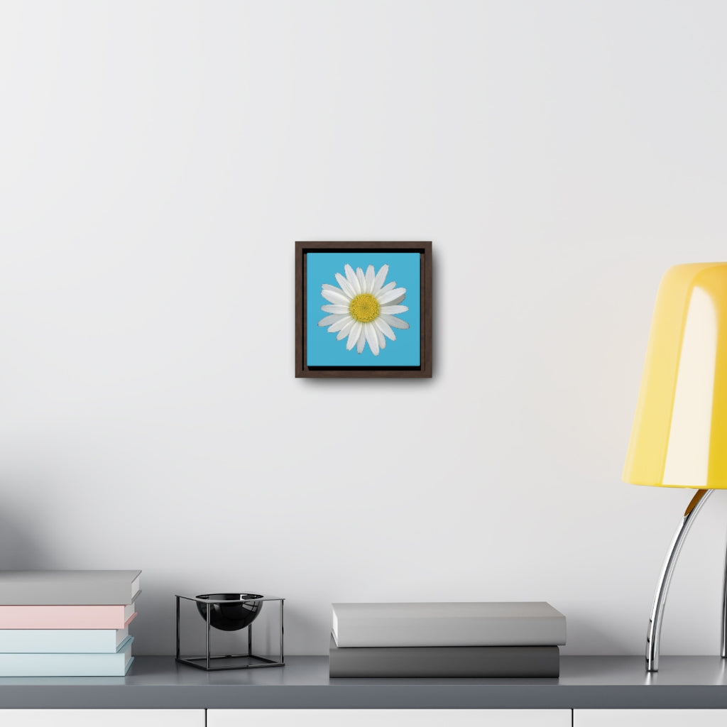 Shasta Daisy Flower White | Framed Canvas | Pool Blue Background