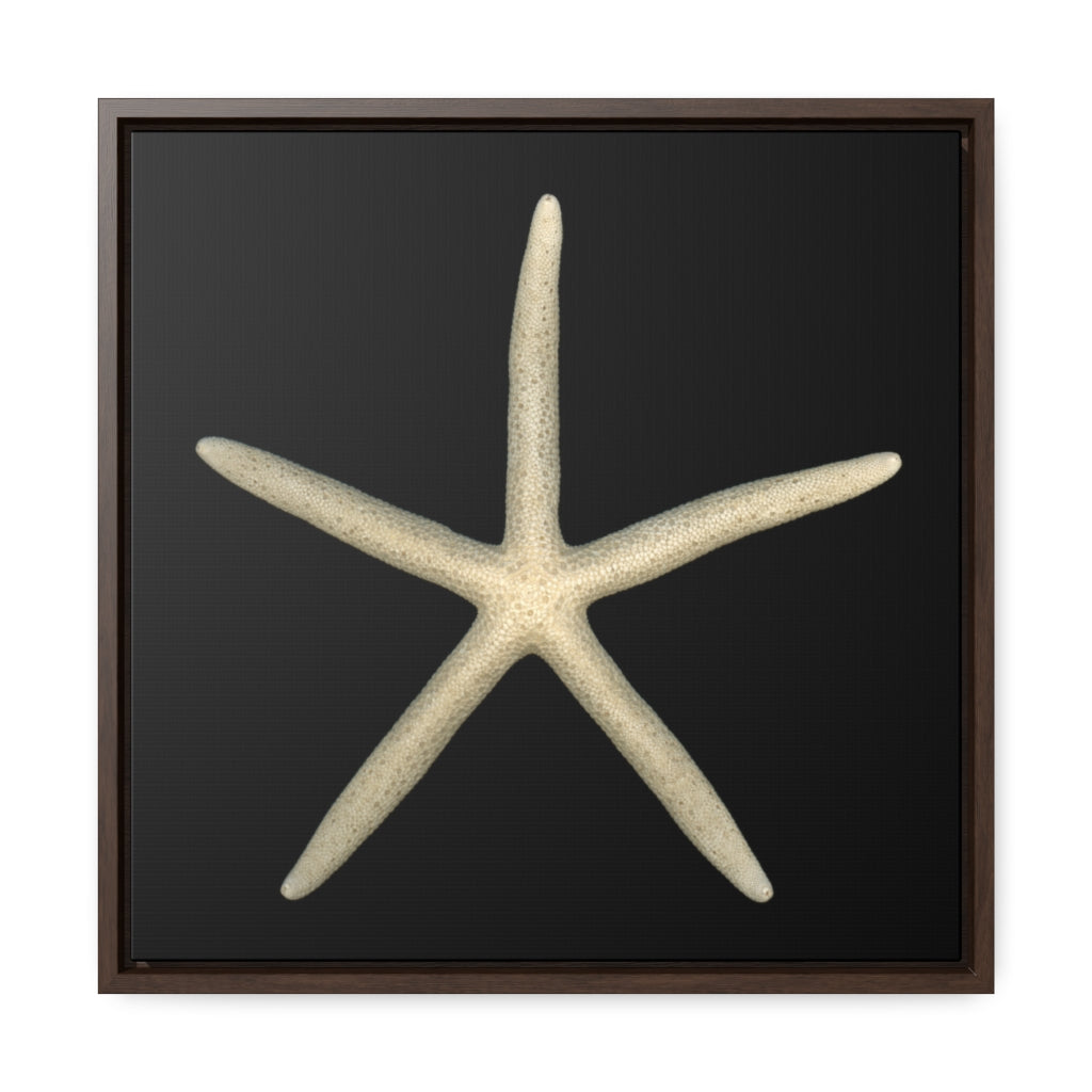 Finger Starfish Shell Top | Framed Canvas | Black Background