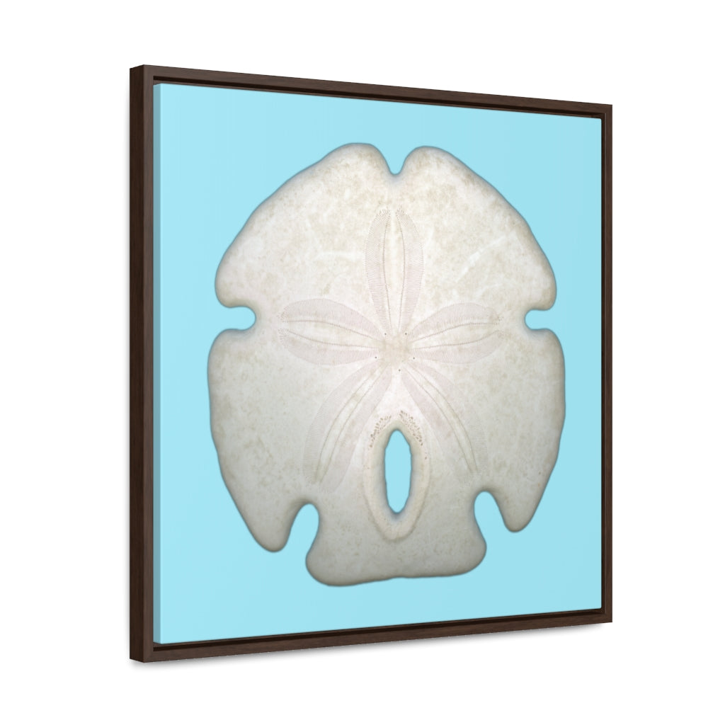 Arrowhead Sand Dollar Shell Top | Framed Canvas | Sky Blue Background
