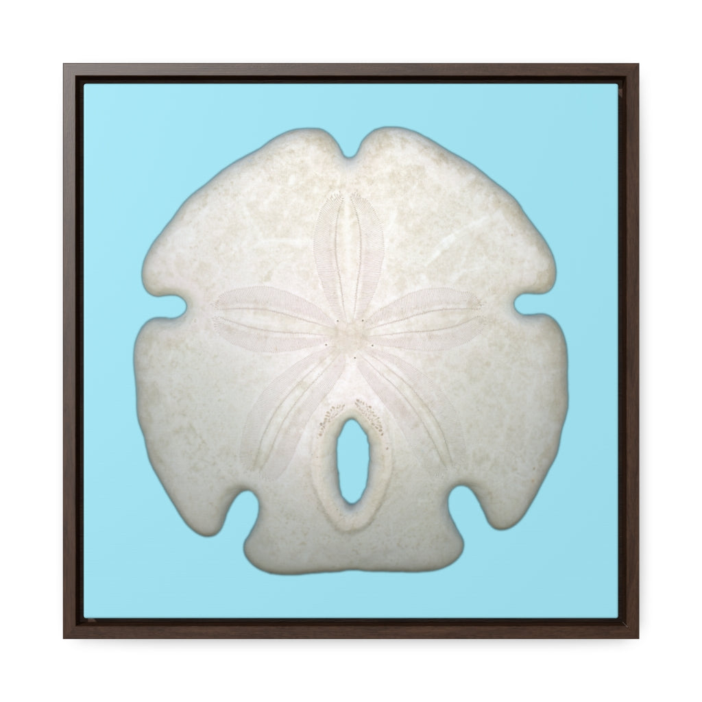 Arrowhead Sand Dollar Shell Top | Framed Canvas | Sky Blue Background