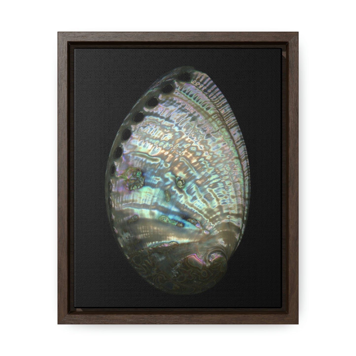 Abalone Shell Exterior | Framed Canvas | Black Background