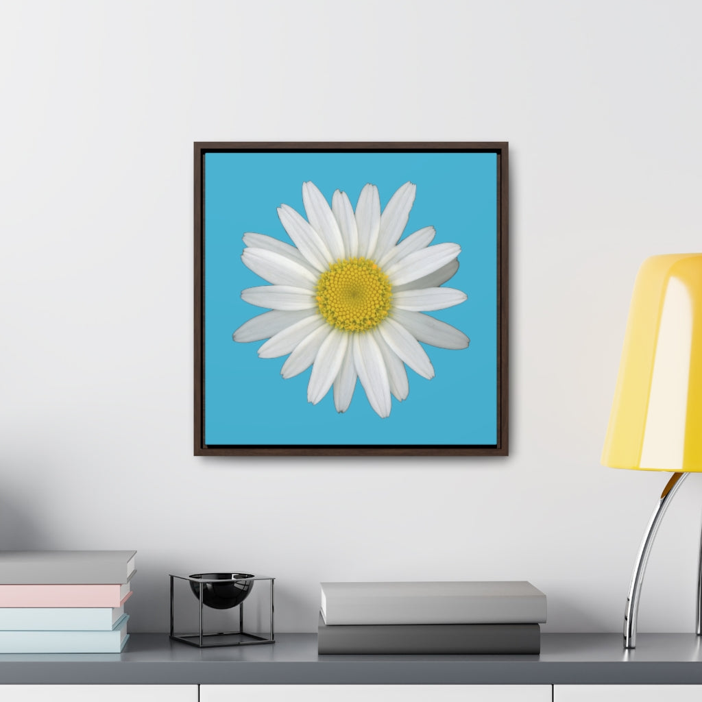 Shasta Daisy Flower White | Framed Canvas | Pool Blue Background