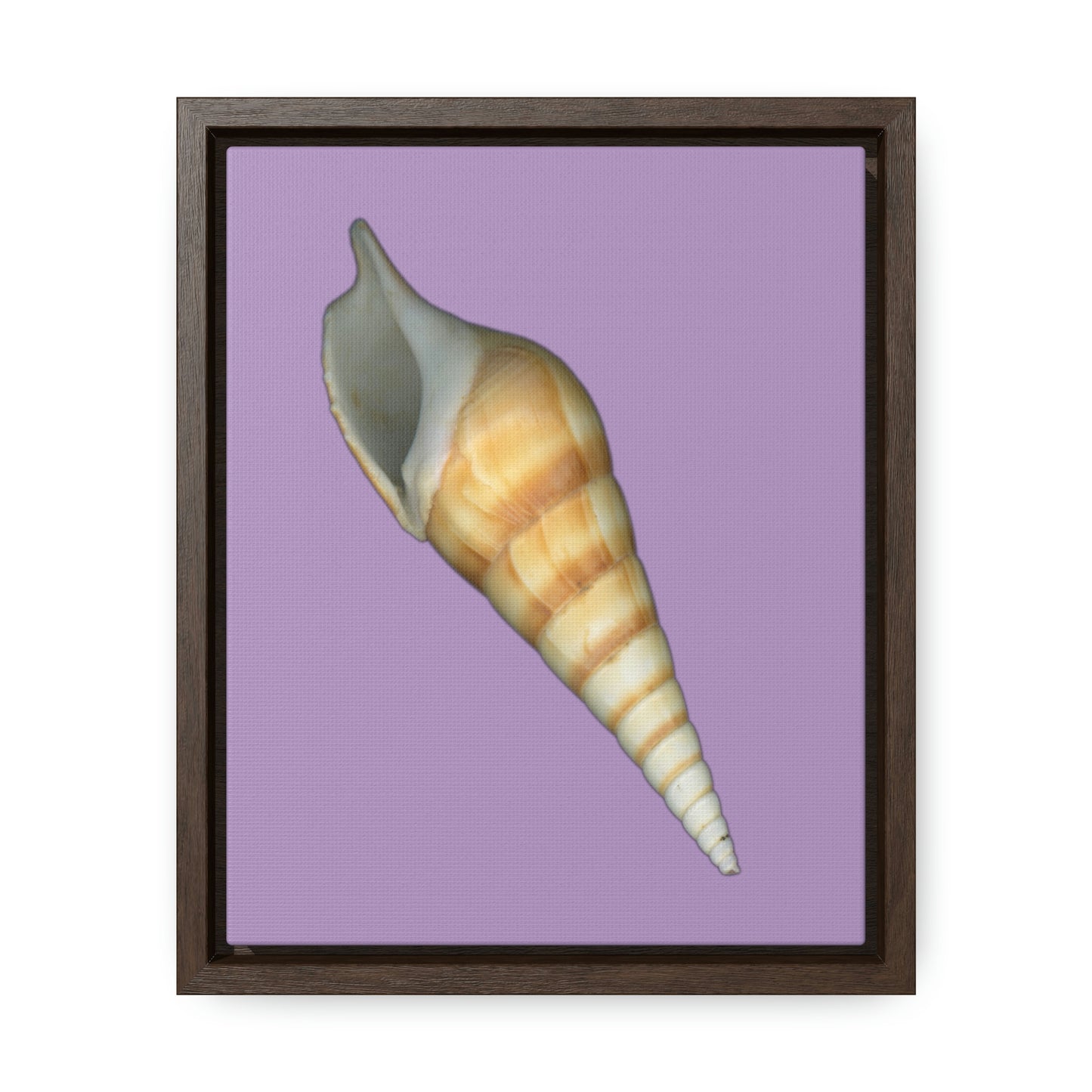 Turrid Shell Tan Apertural | Framed Canvas | Lavender Background