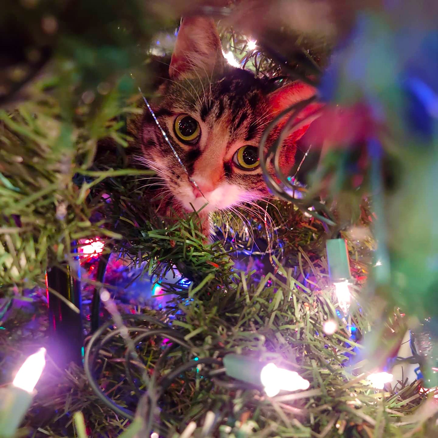 Metz & Matteo Cat in Tree Holiday Gift Card