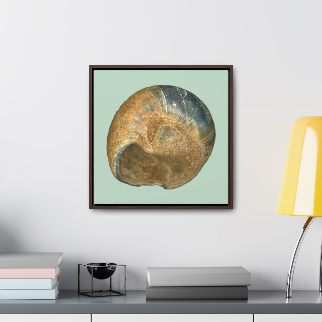 Moon Snail Shell Black & Rust Umbilical | Framed Canvas | Sage Background