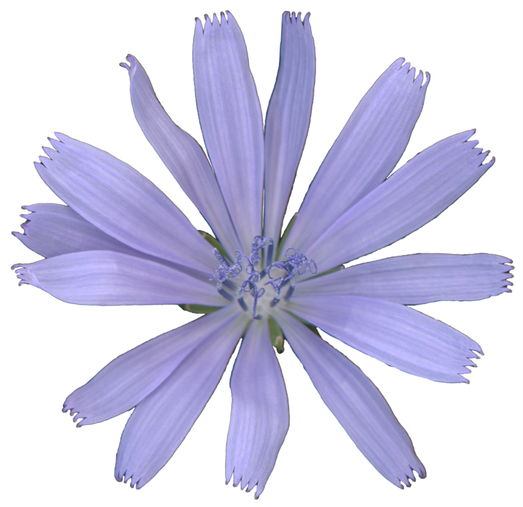 Chicory Flower | Pinback Button | 1in