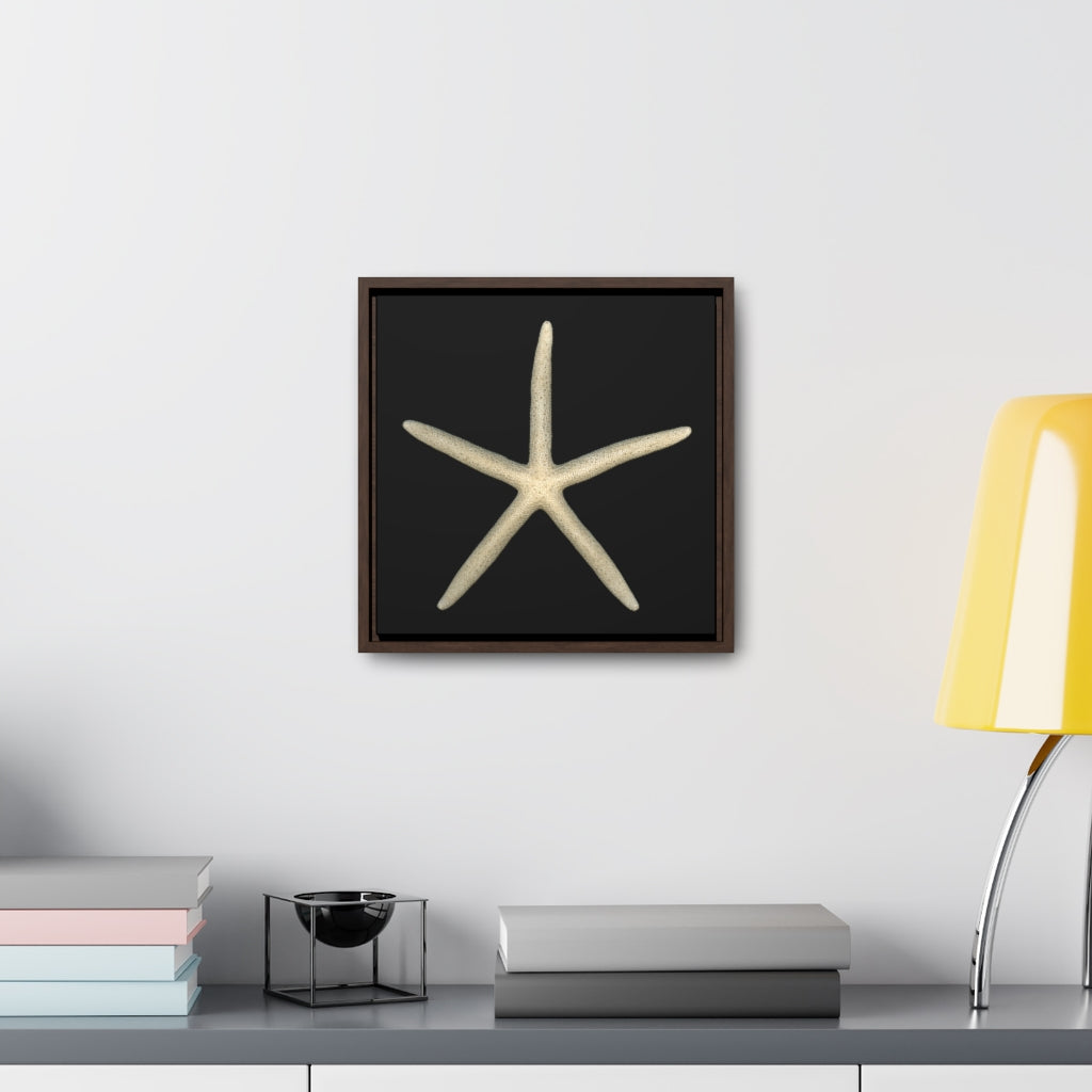 Finger Starfish Shell Top | Framed Canvas | Black Background
