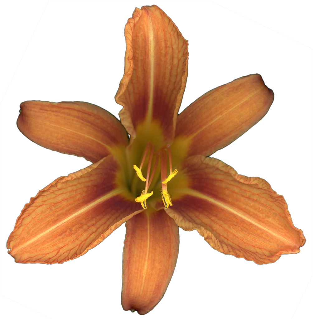 Daylily Flower | Pinback Button | 1in