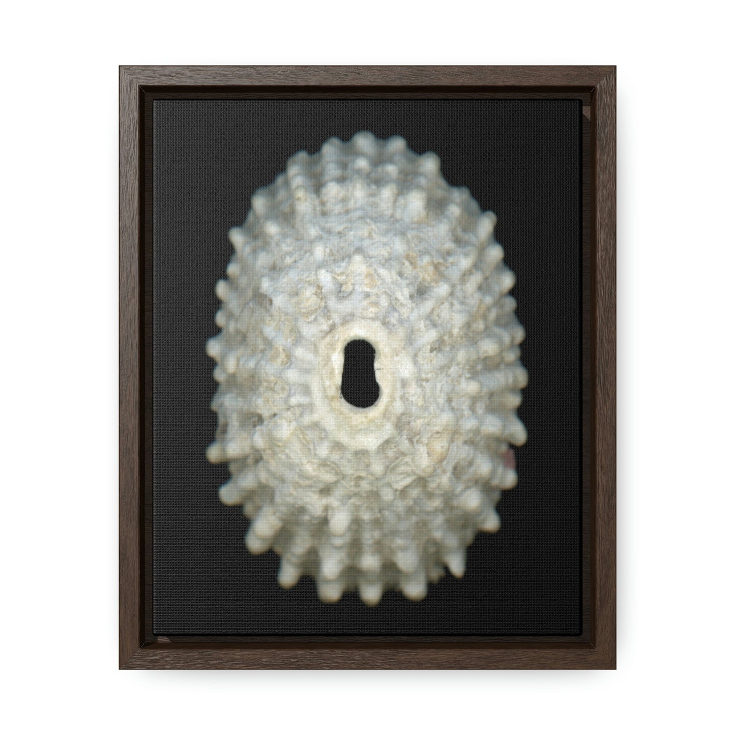 Keyhole Limpet Shell White Exterior | Framed Canvas | Black Background