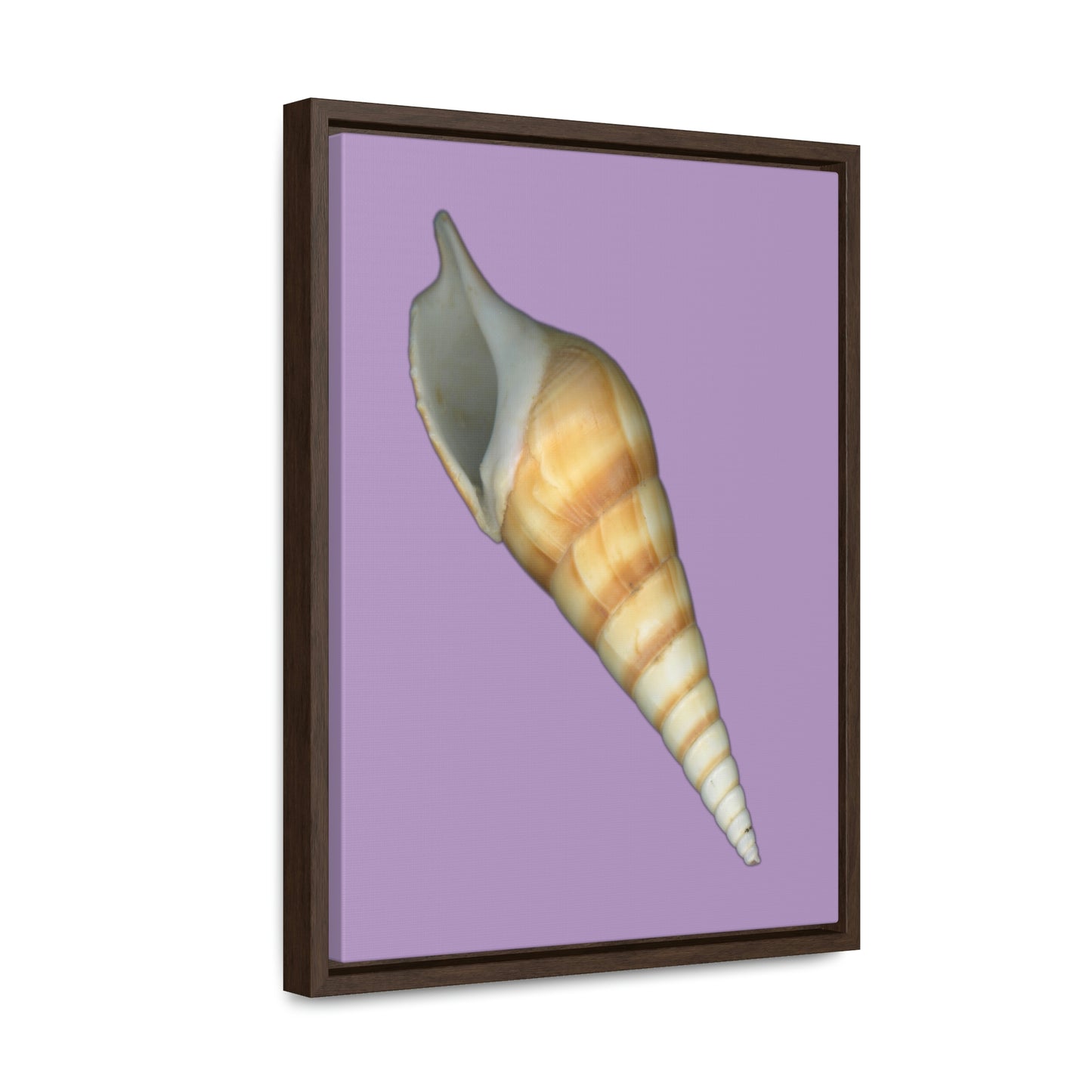 Turrid Shell Tan Apertural | Framed Canvas | Lavender Background