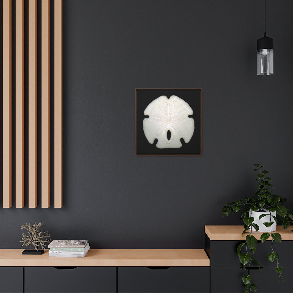 Arrowhead Sand Dollar Shell Top | Framed Canvas | Black Background