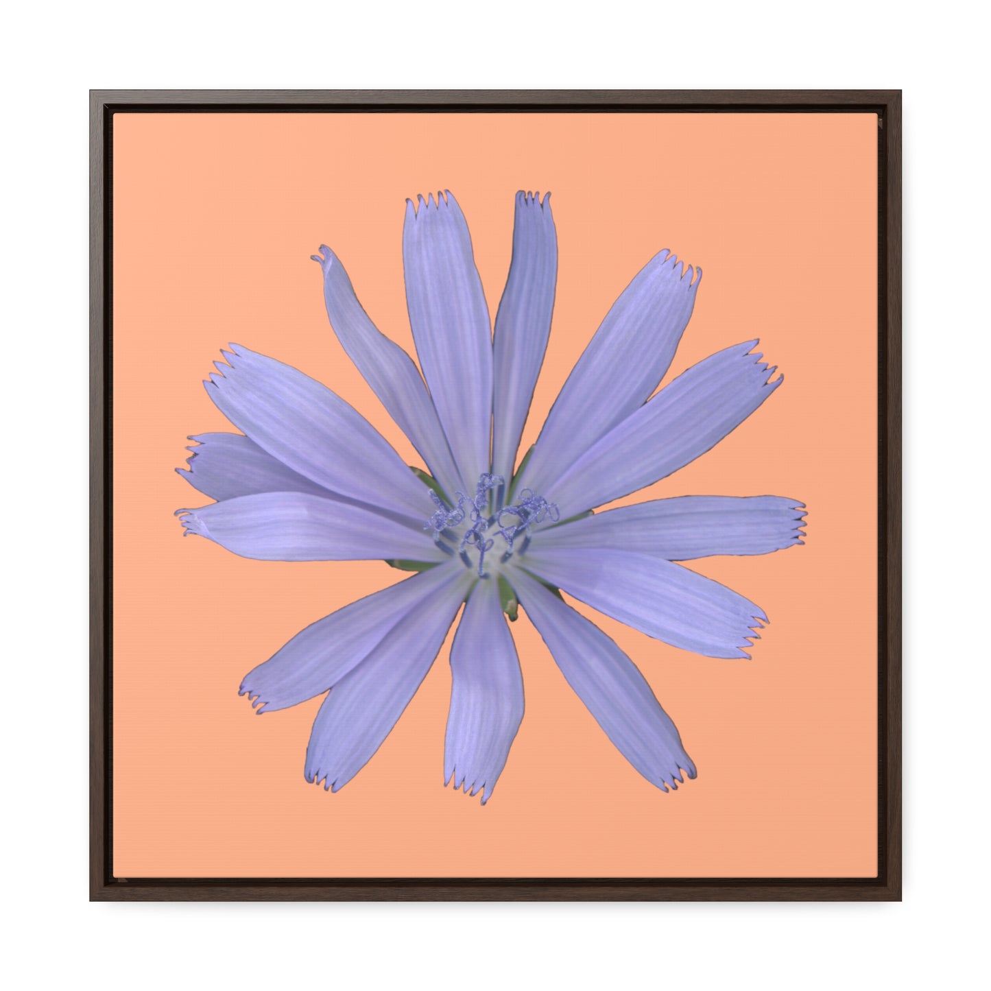 Chicory Flower Blue | Framed Canvas | Peach Background