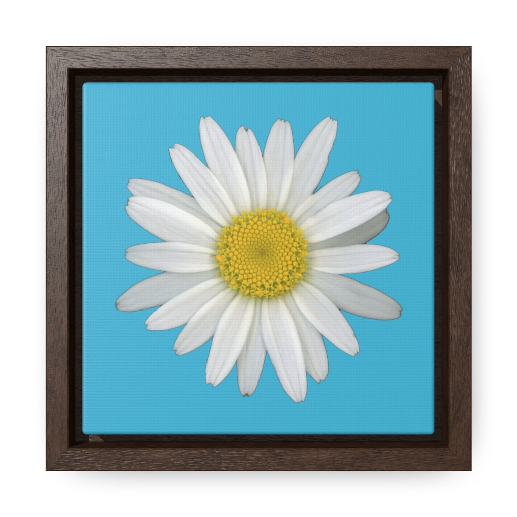 Shasta Daisy Flower White | Framed Canvas | Pool Blue Background