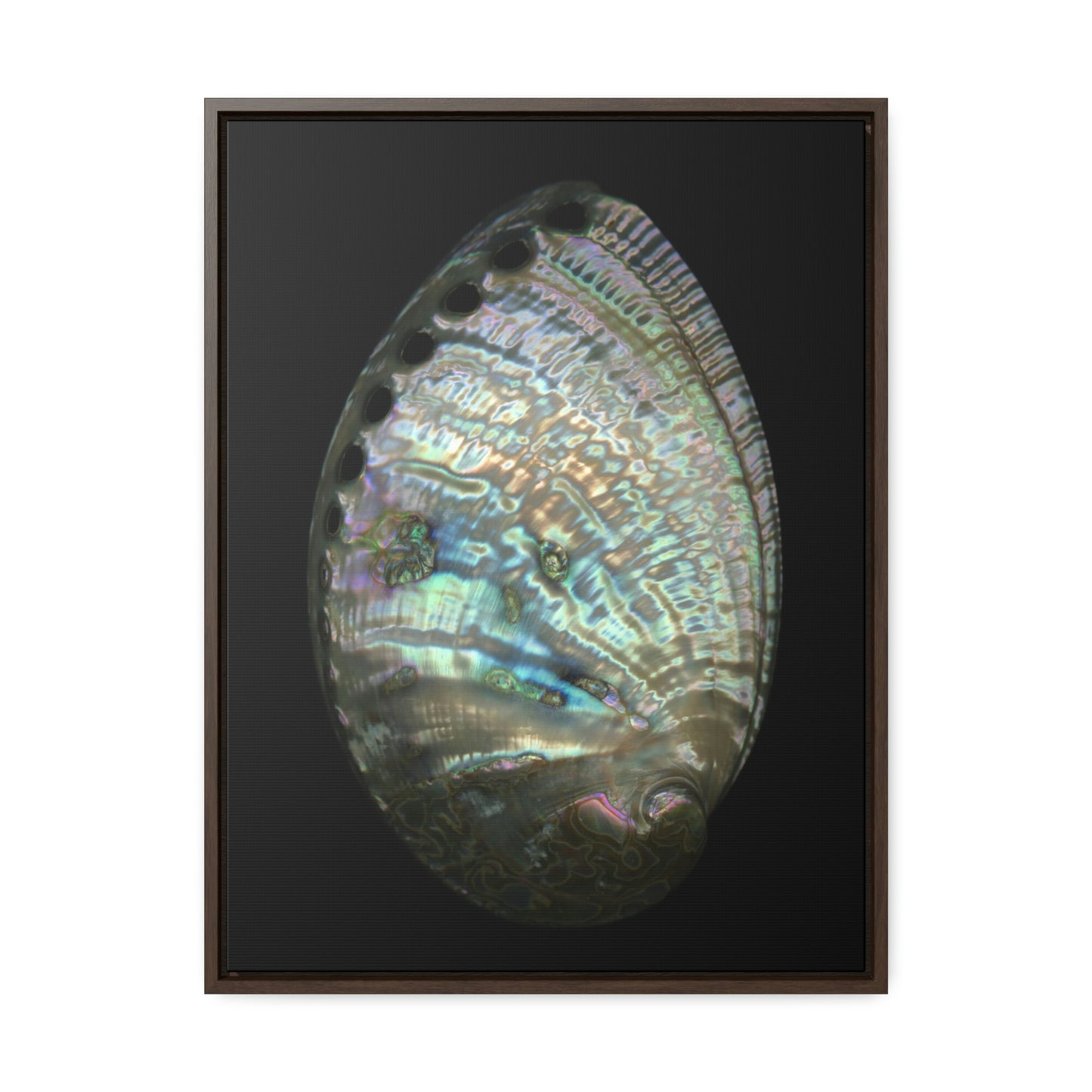 Abalone Shell Exterior | Framed Canvas | Black Background
