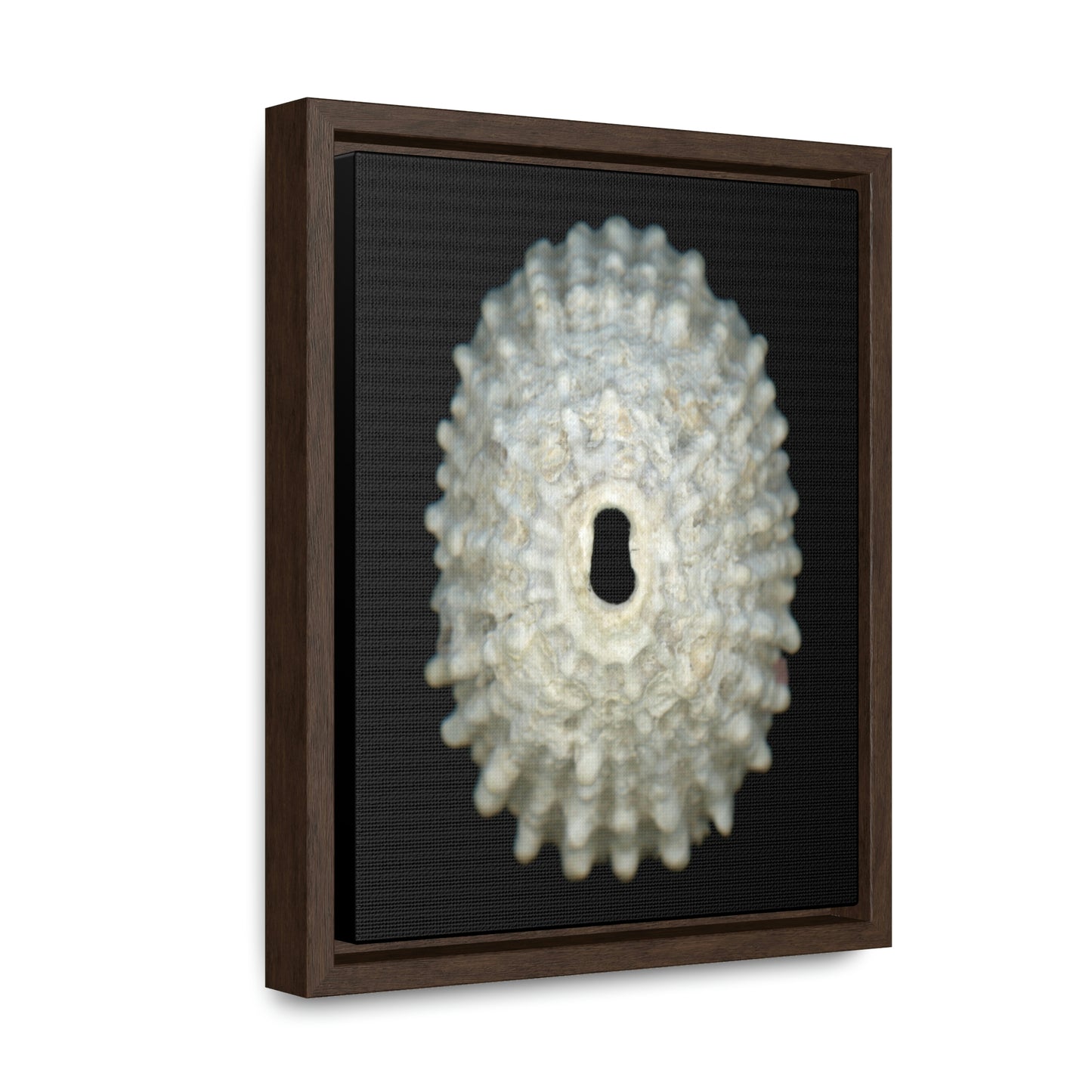 Keyhole Limpet Shell White Exterior | Framed Canvas | Black Background
