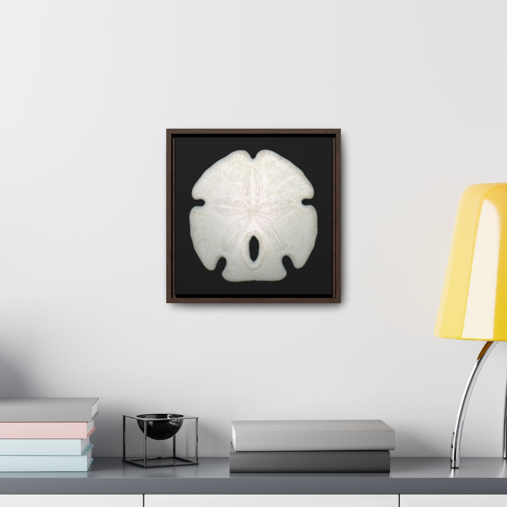 Arrowhead Sand Dollar Shell Top | Framed Canvas | Black Background