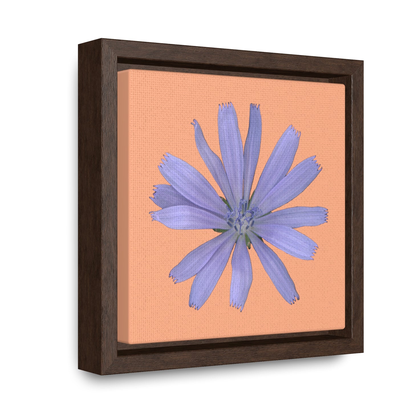 Chicory Flower Blue | Framed Canvas | Peach Background